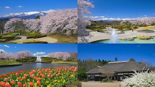 [4K] 残雪の蔵王を望む桜の絶景「国営みちのく杜の湖畔公園」Michinoku Lakeside National Government Park with a view of Mt.Zao