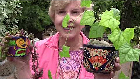 How to Group and Display Potted Succulents