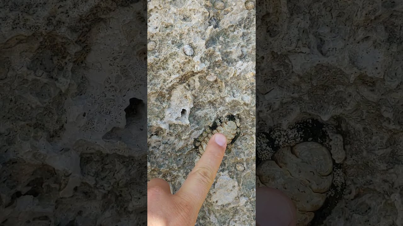 Acanthopleura granulata