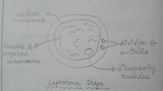 Leptotene Stage | How to Draw Leptotene Stages of Meiosis | What is Leptotene Stage