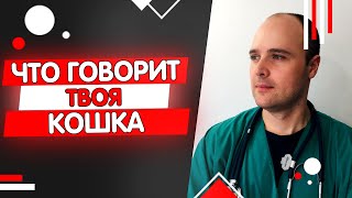 Кошка мяукает, мурчит, шипит или рычит - что это означает?