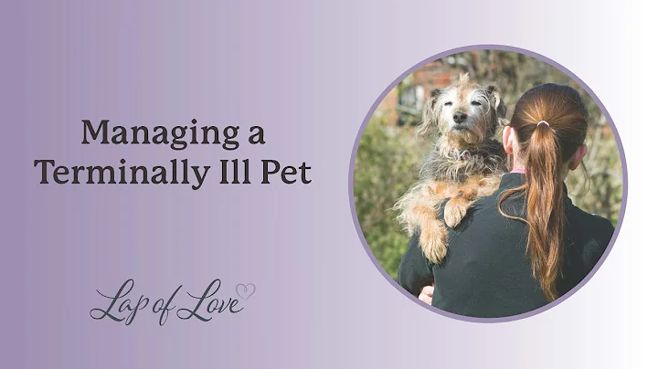 Managing a Pet with Terminal Illness