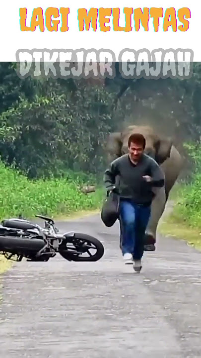 DIKEJAR GAJAH | LARIIIII....