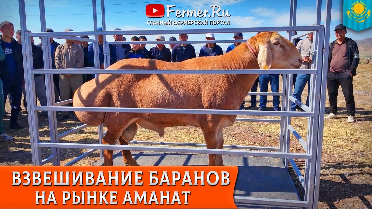 🐏Скотный рынок Аманат. Мал базар в Узынагаше. Показательные взвешивания кошкаров разных линий. 🇰🇿