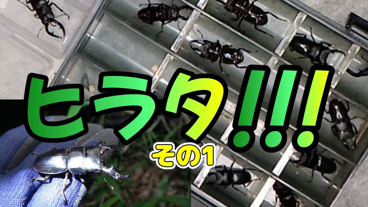 6月１3日採集その1　＃クワガタ採集