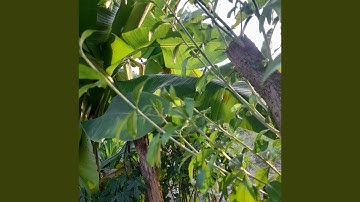 Rindu Kampung Halaman