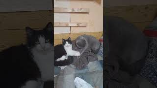 Кузина любовь #приколыскотами #кошачьи #котвидео  #кисамоя