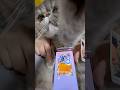 ほこりポケポケ開封 #猫 #ポケポケ #ポケポケ開封チャレンジ