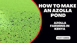how to make an azolla pond | azolla farming in Kenya| azolla farming for chicken feeds