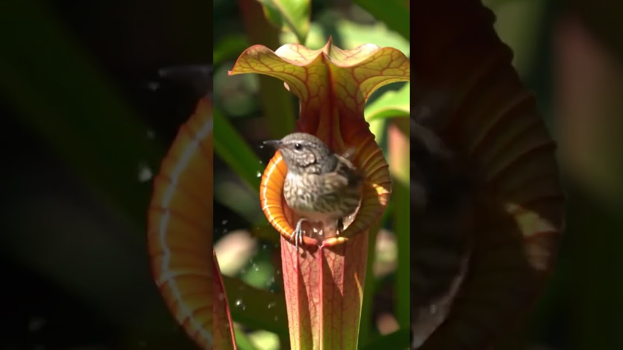 This Bird Snatches Ants Off a Carnivorous Plant! 
