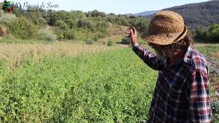 Récolte des tomates Cherokee, une variété exceptionnelle !