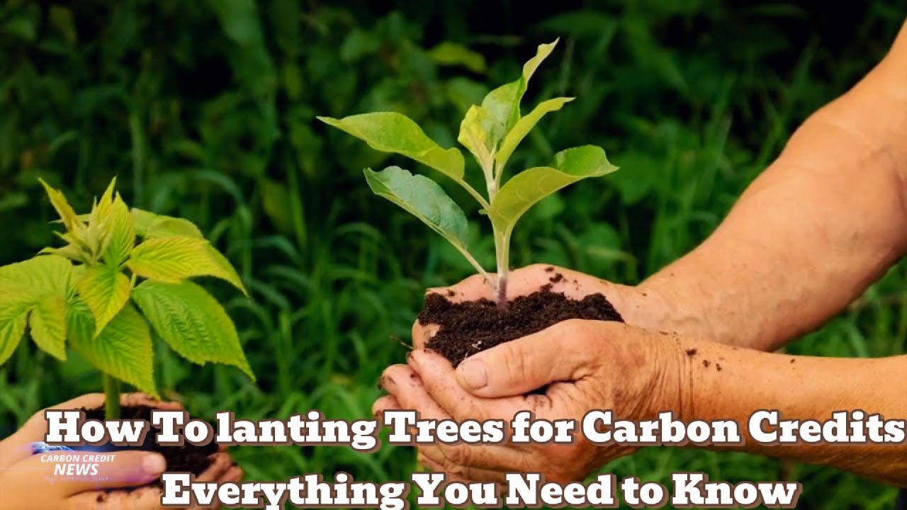 You Need To Know How Planting Trees For Carbon Credits 2 | Investor’s Education Center