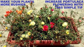 Increase your Portulaca/Moss Rose Flowers With this Simple Trick screenshot 4