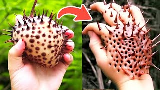 20 Most Unique Fruits You've Never Heard Of