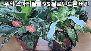 [식물 대결] 필로덴드론 버킨 VS 무늬 스파티필름