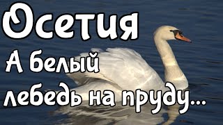 Северная Осетия. А белый лебедь на пруду...