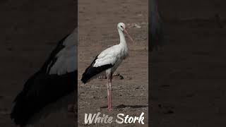 The Elegant White Stork