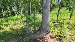 Lot 104 Pine View walking tour