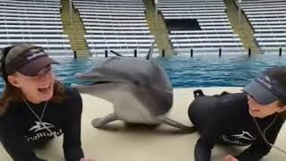 Two girls kissing with a dolphin a joke to watch