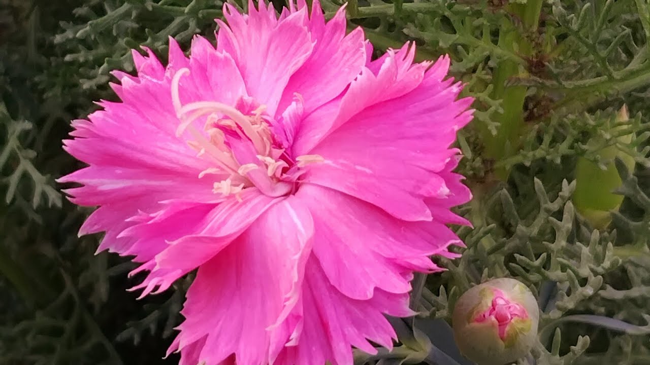 Rare winter plant / Rare flower खील गये @floweringgardenvlog 