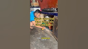 Cara mengatasi gangguan tikus dirumah dengan aman tanpa ada bangkai tikus #pengusirtikus #antitikus
