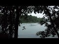 4K Rain Walk in Deep Dark Tropical Rainforest (Prunus Trail, MacRitchie Reservoir, Singapore)