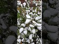 В Киеве выпал первый снег. 18 ноября 2020 г.