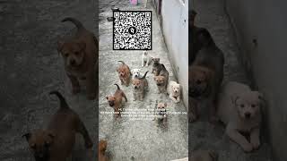 From Street to Safety 🐾 Help Me Rescue More Dogs #dogrescue #rescuedog #straydogs #animalrescue