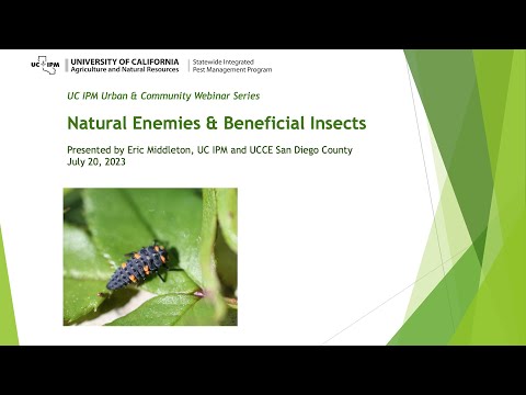 Video: Insecticides are the worst enemies of insects