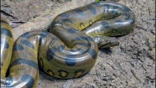 Top 5 Most Dangerous Animals in the Philippines