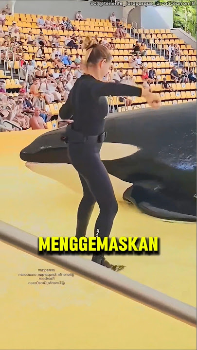 Paus Orca Jinak Terbaik yang pernah ada❗🐬😲 #shorts #shortvideo
