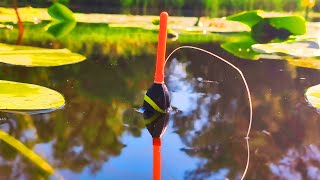видео: 🎣АФІГЕТЬ, ТАКОГО Я ЩЕ НЕ ЛОВИВ, це СПРАВЖНІЙ МОНСТР.🐟 Величезний ЛИН та КАРАСІ на ПОПЛАВОК. картинка: 🎣АФІГЕТЬ, ТАКОГО Я ЩЕ НЕ ЛОВИВ, це СПРАВЖНІЙ МОНСТР.🐟 Величезний ЛИН та КАРАСІ на ПОПЛАВОК.