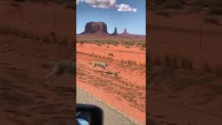 Some Rivalries Never End  coyote roadrunner wildlife nature animals funnyanimals reallife