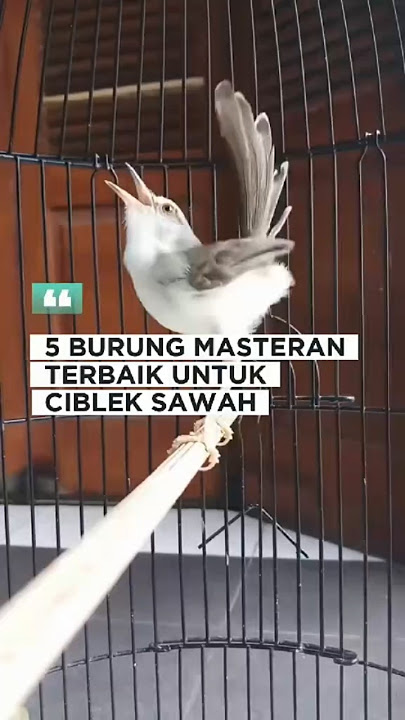 5 burung masteran terbaik untuk ciblek sawah