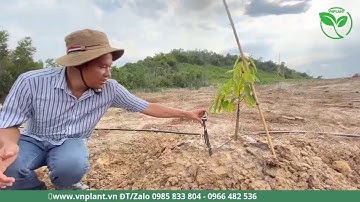 CÁCH LÀM HỆ THỐNG TƯỚI ĐỒI DỐC DIỆN TÍCH LỚN VỚI BÉC BÙ ÁP | VNPLANT