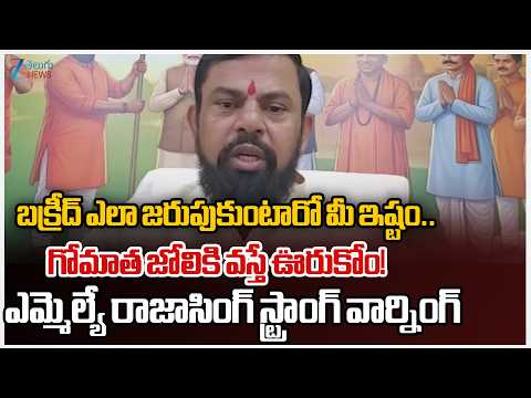 BJP MLA Raja Singh Warned That Even If Single Cow Slaughtered For Bakrid Huge Reaction Will See!! - ZEE24TELUGUNEWS