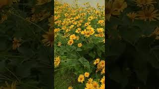 Рудбекия Цветет - Жёлтые Цветы Лета #Цветы #Дача #Сад #Лето #Garden #Flower #Flowering