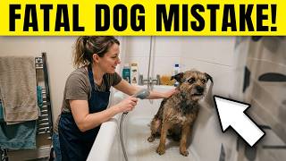 10 Things You Should NEVER Do After Feeding Your Dog (Can Shorten Life!)