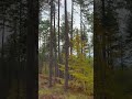 Doğanın Kalbinde Sessizlik – Sadece Rüzgar ve Yapraklar #wildlife #nature #outdoors