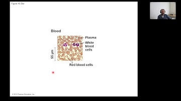 Animal Form and Function -General Biology