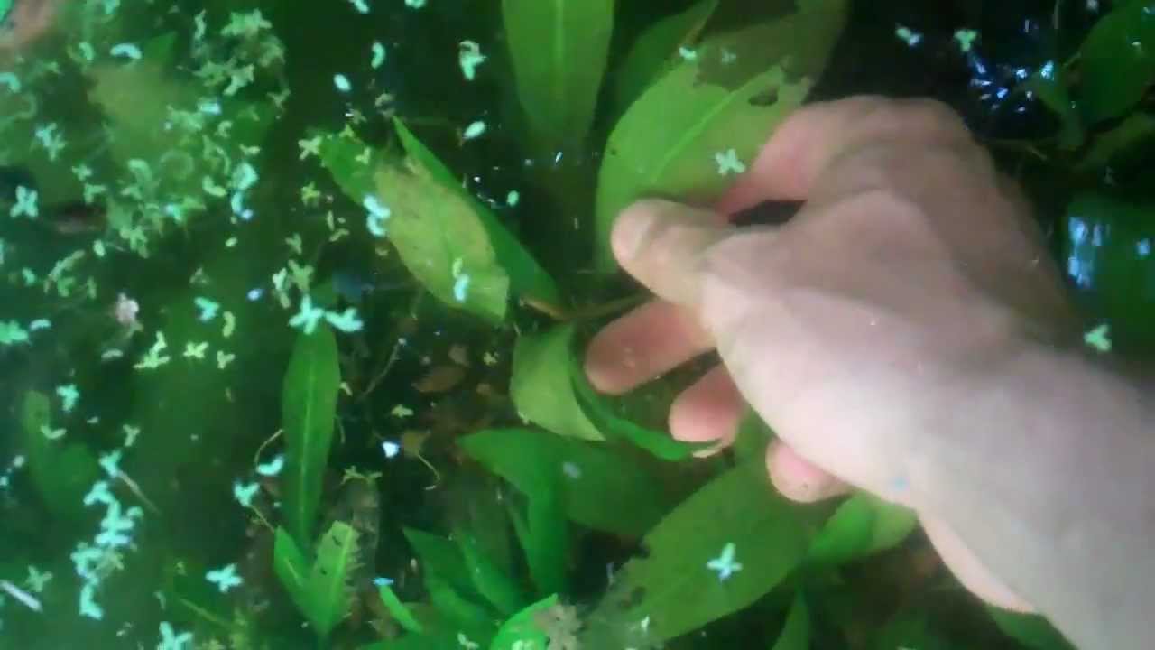 HOW TO remove aquarium plants from a dirted tank. Aquarium plants in
