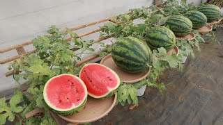 Growing watermelon at home has big, sweet fruit if you know this tip