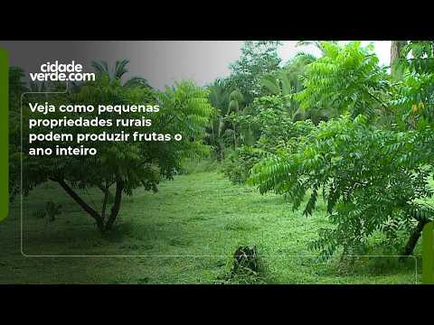 Veja como pequenas propriedades rurais podem produzir frutas o ano inteiro