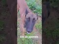 Dia de passeio