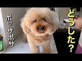 ボサボサになりすぎて二頭身になってしまいました笑