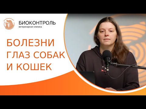 👁 Болезни глаз у собак и кошек: причины, признаки и симптомы, лечение. Болезни глаз у собак и кошек.