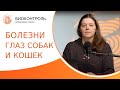 👁 Болезни глаз у собак и кошек: причины, признаки и симптомы, лечение. Болезни глаз у собак и кошек.