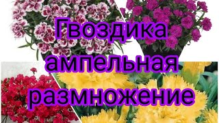 ГВОЗДИКА АМПЕЛЬНАЯ ВЕГЕТАТИВНАЯ, РАЗМНОЖЕНИЕ. НАС УЖЕ 30 ТЫСЯЧ 😇🤗💐