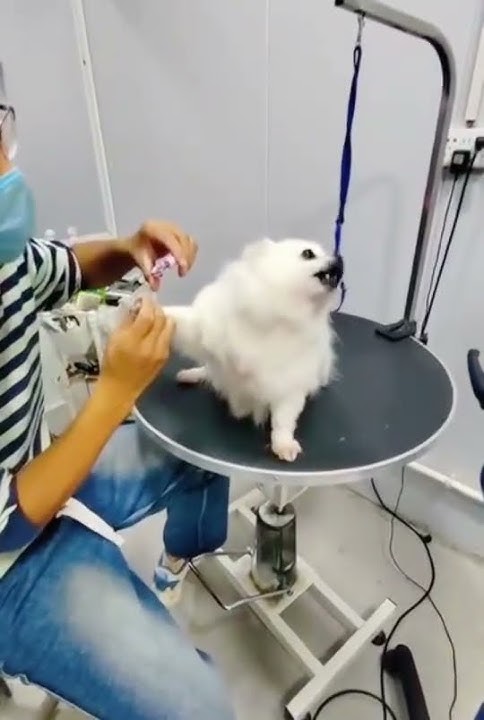 Haven't started cutting it yetPomeranian Pomeranian baby silly puppy