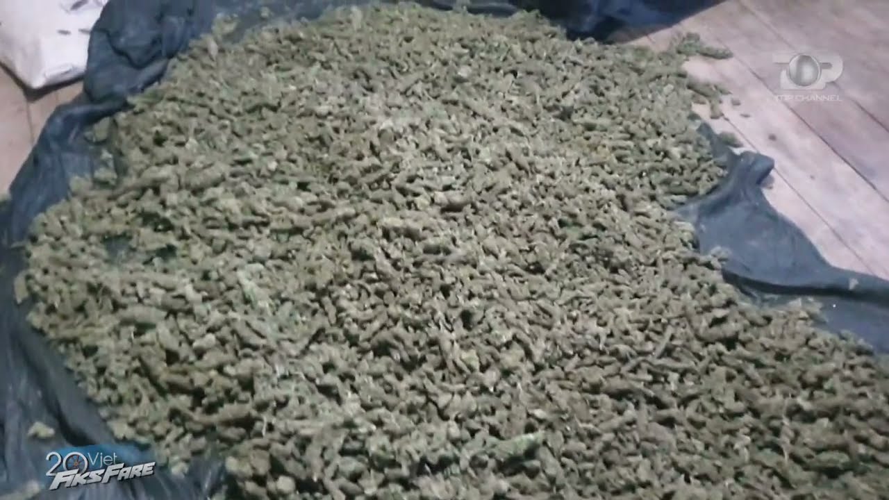 Fiki Fare zbulon shtëpinë e përpunimit, hashashi gati për tregtim